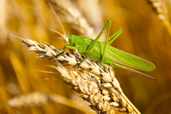 stock image Locust eats wheat crop