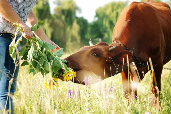 stock image Girl feeding a cow in the meadow with dandelions