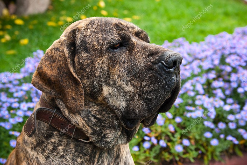Fila Brasileiro Breed Dog Puppy In A Garden Stock Photo, Picture