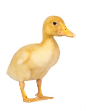 Little yellow duckling isolated on white clipart