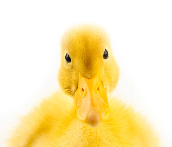 Studio shot close-up portrait of duckling on the isolated white background — Stock Photo, Image