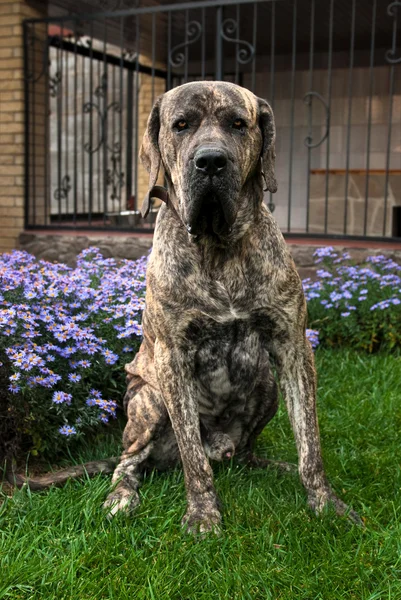 Μεγάλο σκυλί που προστατεύει το σπίτι και κάθεται δίπλα στο σπιτάκι σκύλου — Φωτογραφία Αρχείου