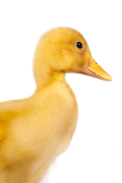 Studio shot from the side duckling on the isolated bwhite background — Stock Photo, Image