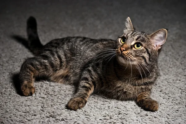 Porträtt av en katt liggande på matta — Stockfoto