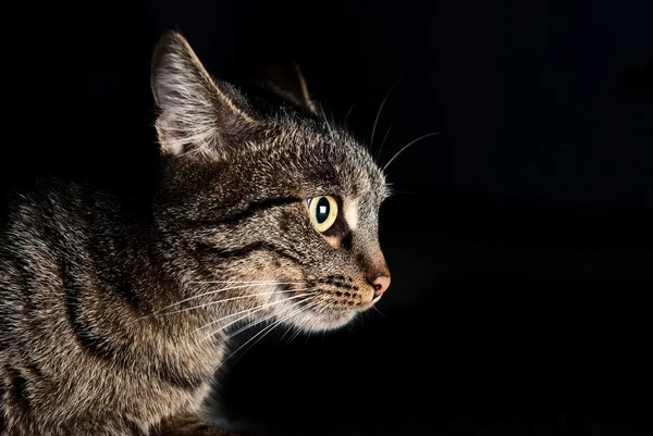 Sidan porträtt av mynningen på en katt med gula ögon på nära håll — Stock fotografie