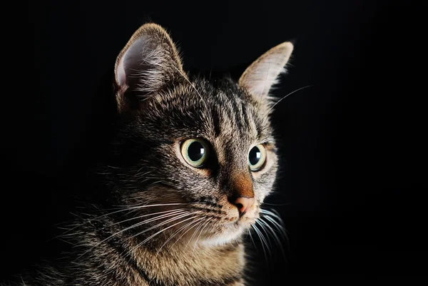Gray striped cat with bright yellow eyes on black background closeup — Stock Photo, Image