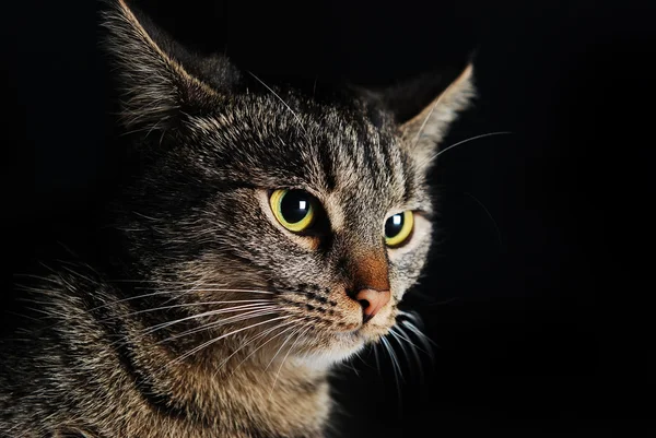 灰色条纹的猫与明亮的黄色眼睛上黑色背景特写 — 图库照片