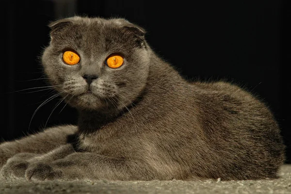 Skotlannin kertainen harmaa kissa valehtelee — kuvapankkivalokuva