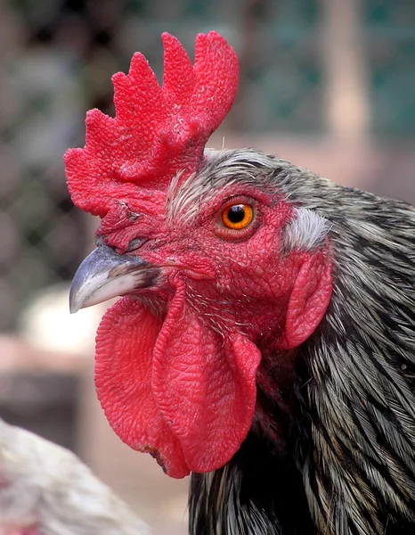 Fine looking rooster portrait — Stock Photo, Image