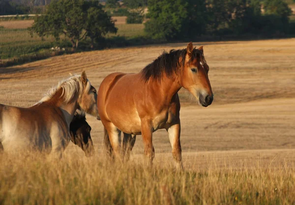 Hästar i Sverige — Stockfoto