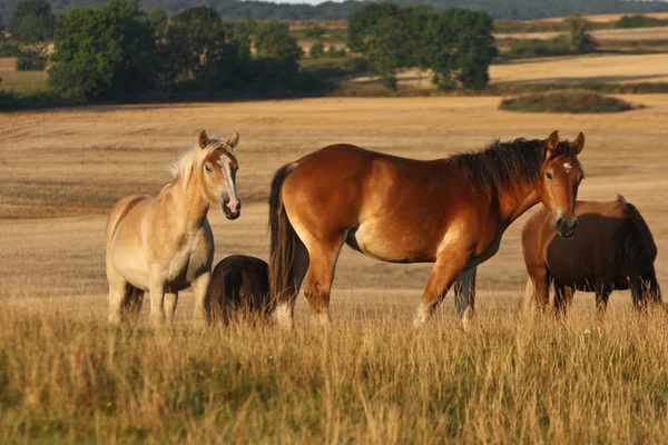 Pferde in Schweden — Stockfoto