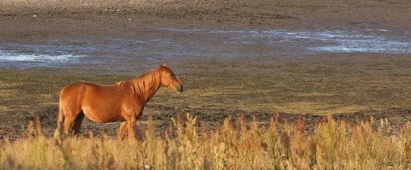 Kuda di Swedia — Stok Foto
