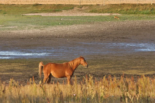 瑞典的马 — 图库照片