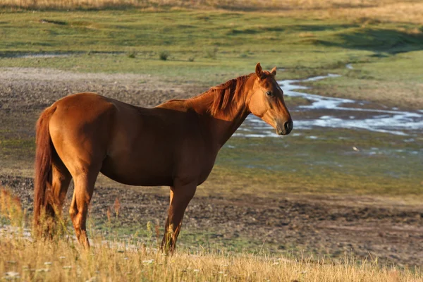 Konie w Szwecji — Zdjęcie stockowe