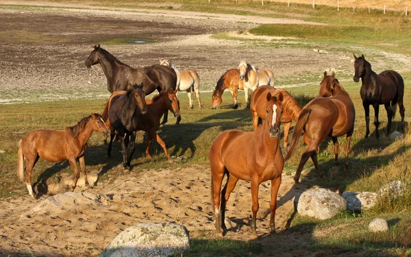 Cavalli in Svezia — Foto Stock