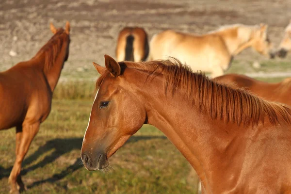Koně ve Švédsku — Stock fotografie