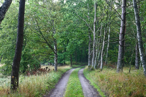Natura w południowej Szwecji — Zdjęcie stockowe