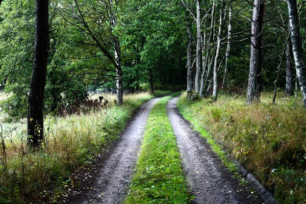 남쪽 스웨덴의 자연 — 스톡 사진