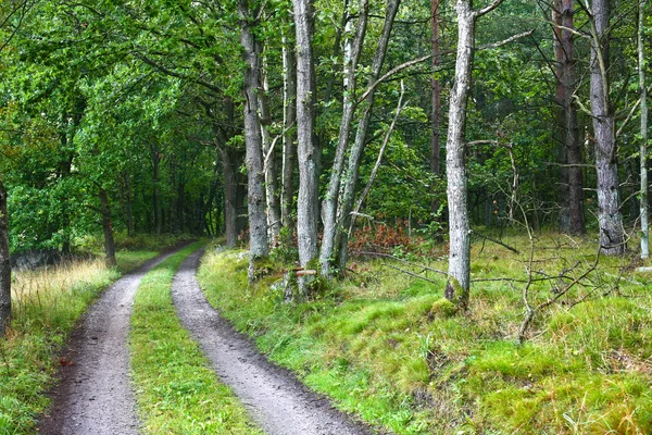 Natuur in Zuid-Zweden — Stockfoto