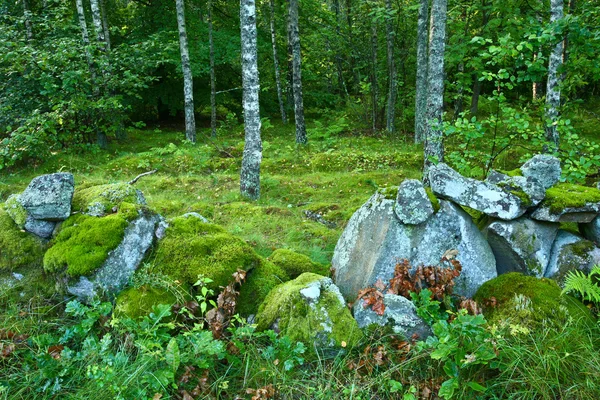 Nature dans le sud de la Suède — Photo