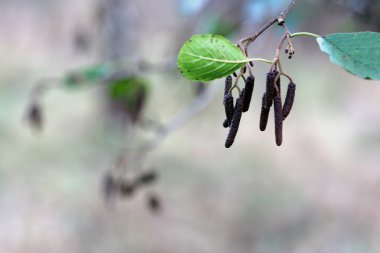 Sonbahar Yaprakları