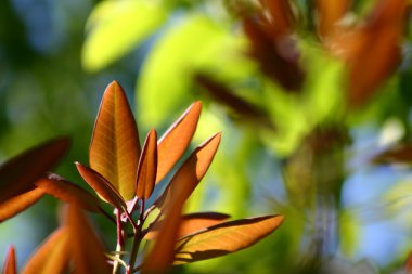 çiçek closeup