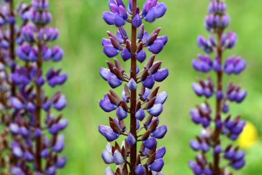 Lupin çiçek portre