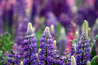 Lupin flower closeup clipart