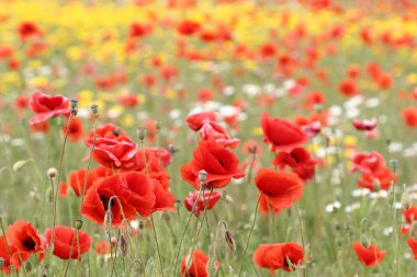 Poppies clipart