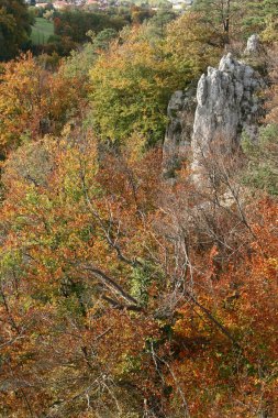 Ağaçlar ve ormanlar