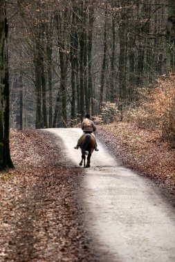 Binicilik horses