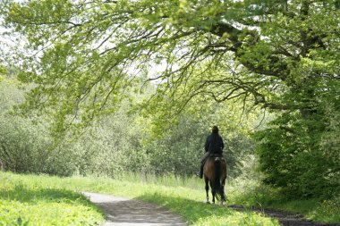 Riding horses clipart