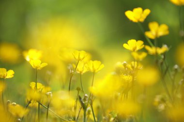 Yellow flower closeup clipart