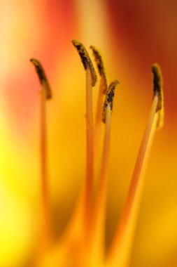 çiçek closeup