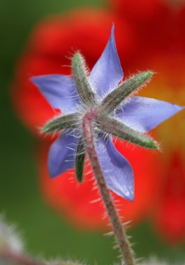 çiçek closeup