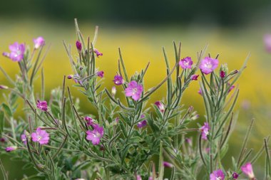 çiçek closeup