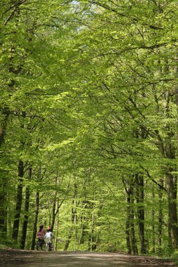 Green forest bikers