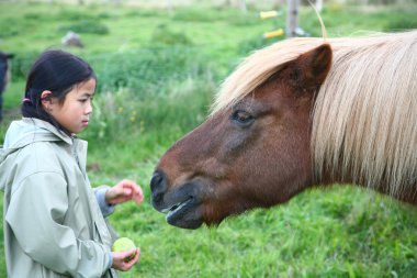 Binicilik horses