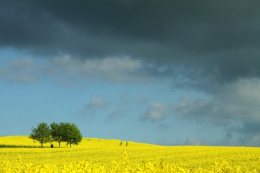 Danimarkalı landscape01