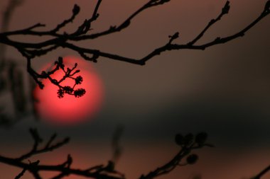 bir ağaç dalı arkasında güneş