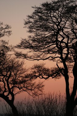 bir ağaç dalı arkasında güneş