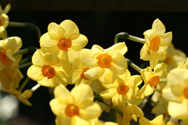 çiçek closeup