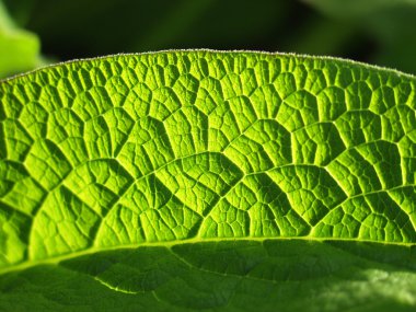 çiçek closeup