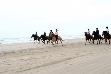 Binicilik horses