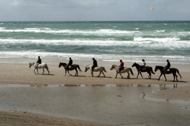 Binicilik horses