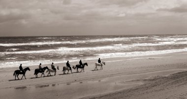 Binicilik horses