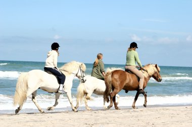 Binicilik horses