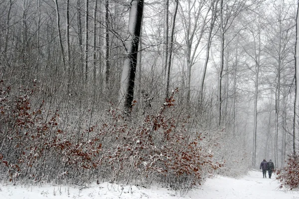 冬天的自然 — 图库照片