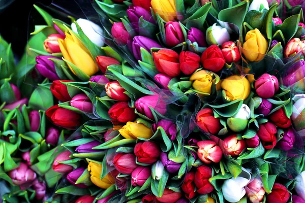 stock image Flowers