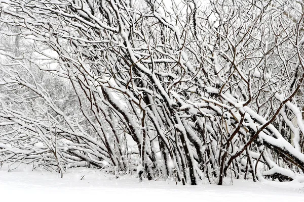Příroda v zimě — Stock fotografie